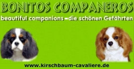 banner bonitos companeros