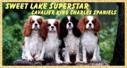 banner sweet lake superstar