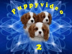 puppyvideo2